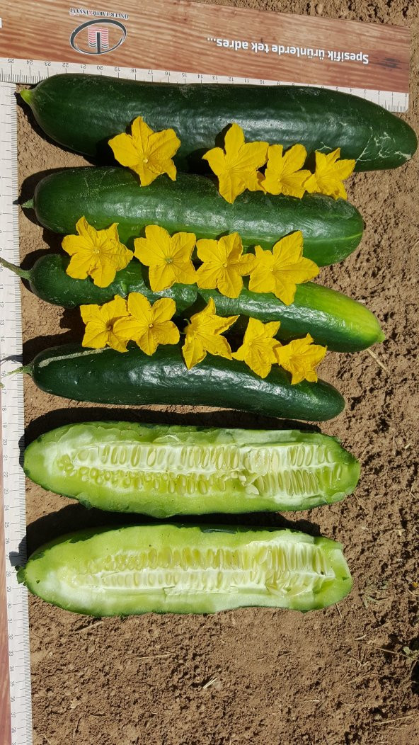 Hıyar Tohumu Salatalık Beith Alpha - 3 G (~ Takribi 60 Tohum) - 5