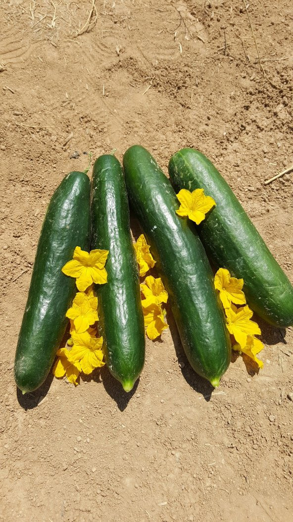 Hıyar Tohumu Salatalık Yerli - 3 G (~ Takribi 60 Tohum) - 3