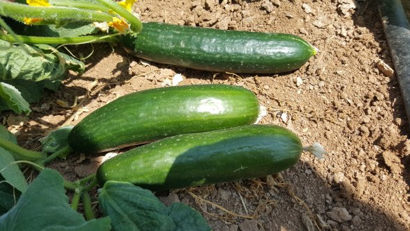 Hıyar Tohumu Salatalık Yerli - 3 G (~ Takribi 60 Tohum) - 5