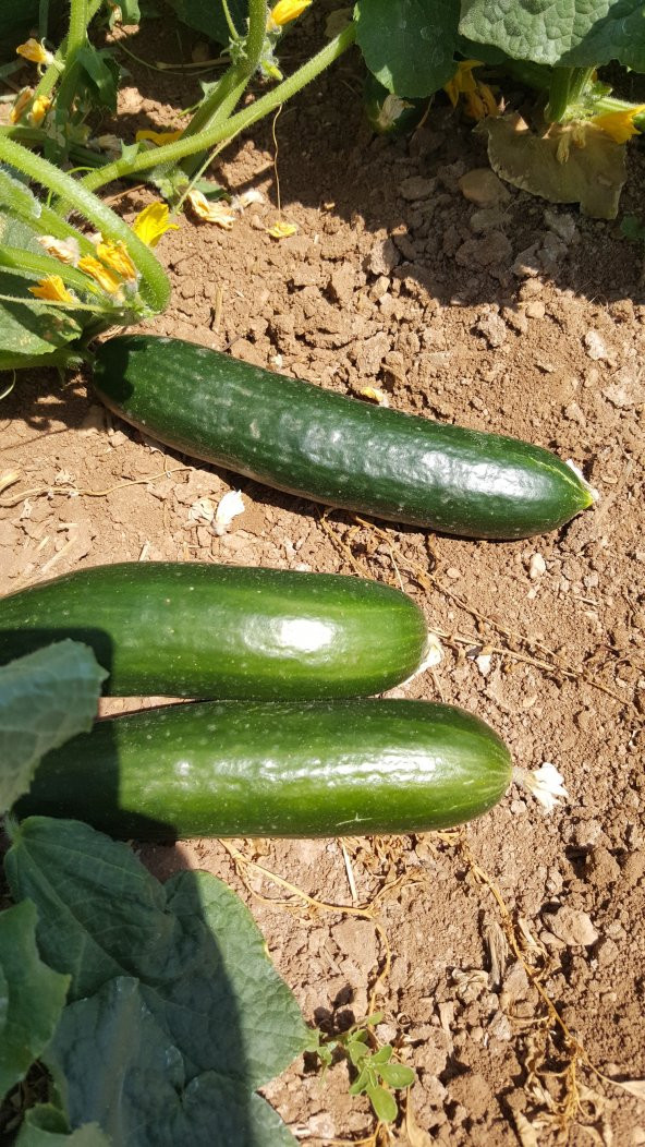 Hıyar Tohumu Salatalık Yerli - 3 G (~ Takribi 60 Tohum) - 6