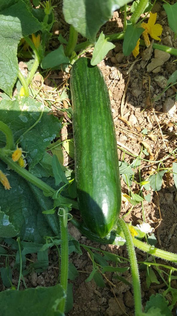 Hıyar Tohumu Salatalık Yerli - 3 G  (~ Takribi 60 Tohum) - 8