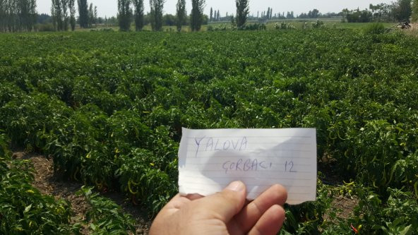 Biber Tohumu Yalova Çorbacı 12 - 25g. (~ Takribi 2000 Tohum) - 2