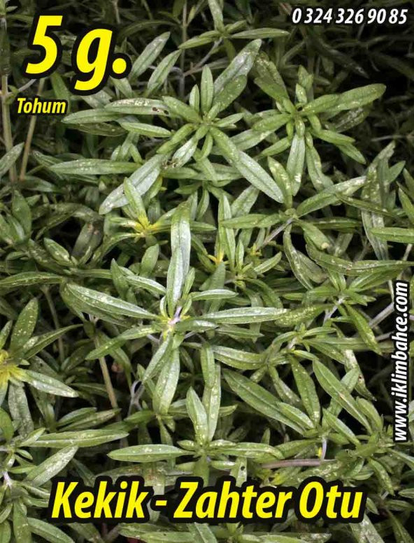 Kekik Tohumu Zahter Satureja Hortensis L - 5 G. (~ Takribi 1250 Tohum)