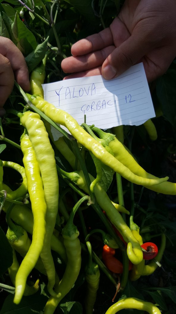 Biber Tohumu Yalova Çorbacı 12 - 25g. (~ Takribi 2000 Tohum) - 3