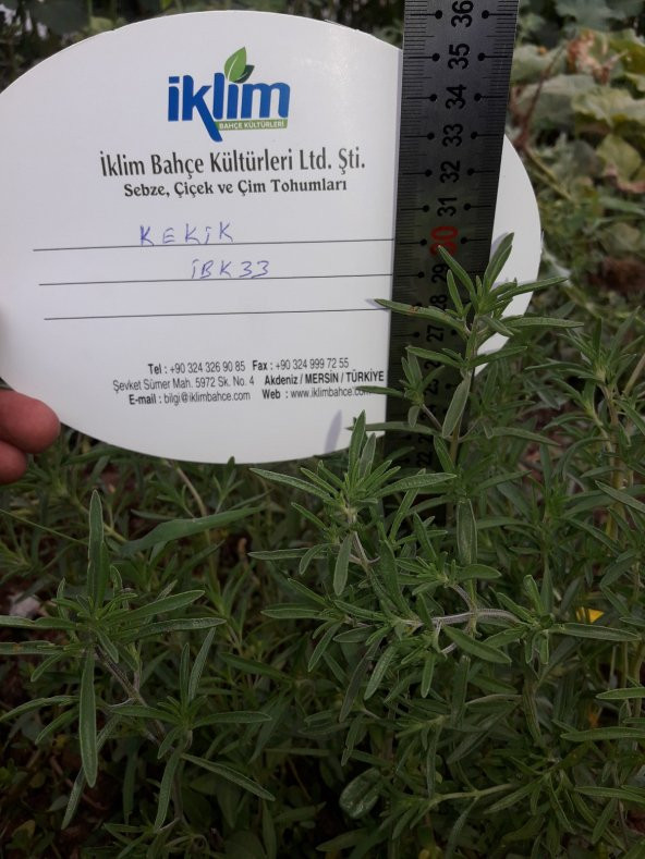 Kekik Tohumu Zahter Satureja Hortensis L - 5 G. (~ Takribi 1250 Tohum) - 3