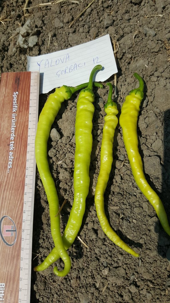 Biber Tohumu Yalova Çorbacı 12 - 25g. (~ Takribi 2000 Tohum) - 4