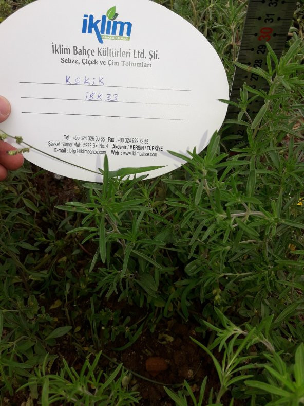 Kekik Tohumu Zahter Satureja Hortensis L - 5 G. (~ Takribi 1250 Tohum) - 4