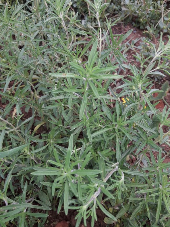 Kekik Tohumu Zahter Satureja Hortensis L - 5 G. (~ Takribi 1250 Tohum) - 5