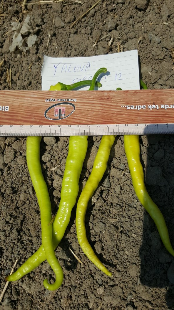 Biber Tohumu Yalova Çorbacı 12 - 25g. (~ Takribi 2000 Tohum) - 5