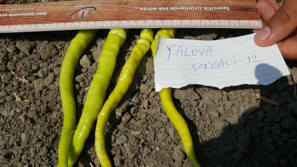 Biber Tohumu Yalova Çorbacı 12 - 25g. (~ Takribi 2000 Tohum) - 6