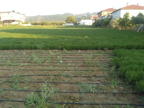 Kekik Tohumu Zahter Satureja Hortensis L - 5 G. (~ Takribi 1250 Tohum) - 9