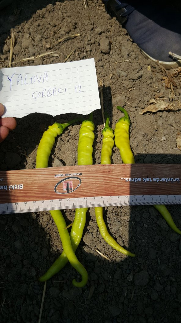 Biber Tohumu Yalova Çorbacı 12 - 25g. (~ Takribi 2000 Tohum) - 7