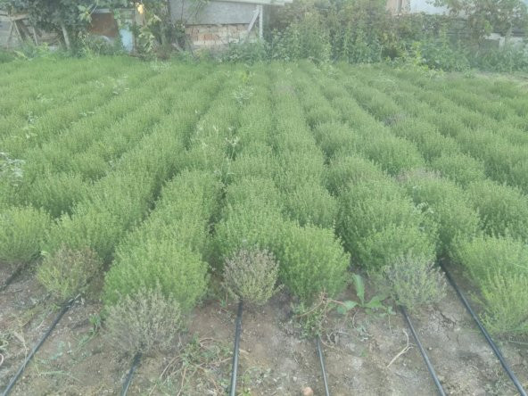 Kekik Tohumu Zahter Satureja Hortensis L - 5 G. (~ Takribi 1250 Tohum) - 10