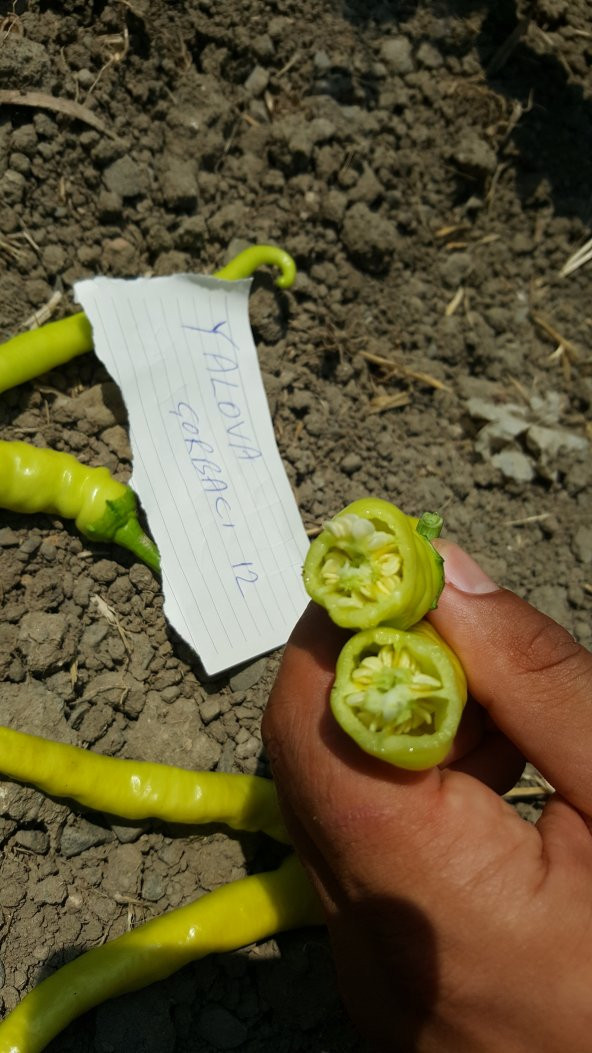 Biber Tohumu Yalova Çorbacı 12 - 25g. (~ Takribi 2000 Tohum) - 8