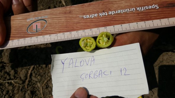 Biber Tohumu Yalova Çorbacı 12 - 25g. (~ Takribi 2000 Tohum) - 9