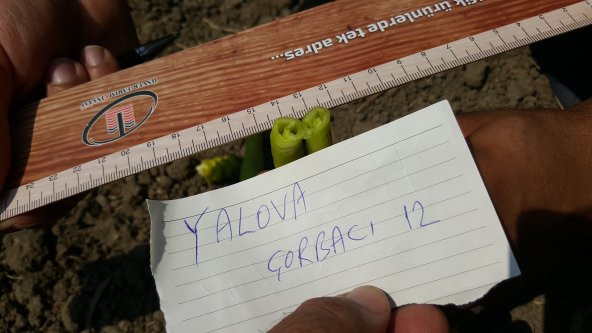 Biber Tohumu Yalova Çorbacı 12 - 25g. (~ Takribi 2000 Tohum) - 10