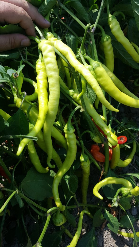 Biber Tohumu Yalova Çorbacı 12 - 25g. (~ Takribi 2000 Tohum) - 11