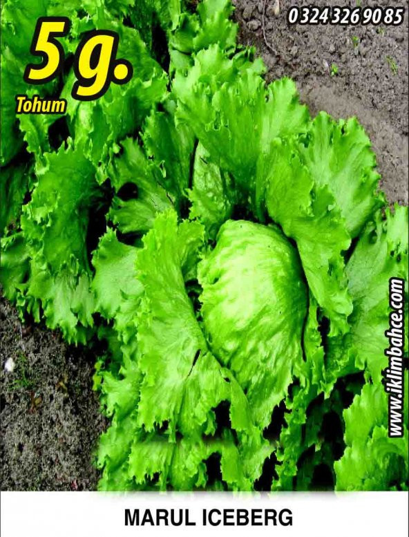 Marul Tohumu Iceberg - 5 G. (~ Takribi 2750 Tohum)