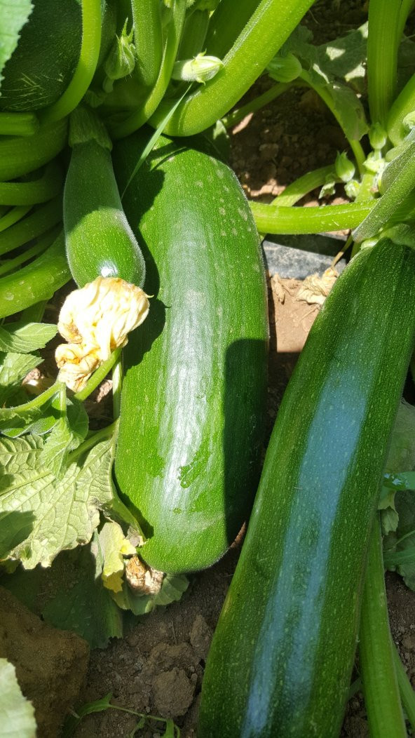 Kabak Tohumu Siyah Dolmalık - 25 G. (~ Takribi 90 Tohum) - Resim 4