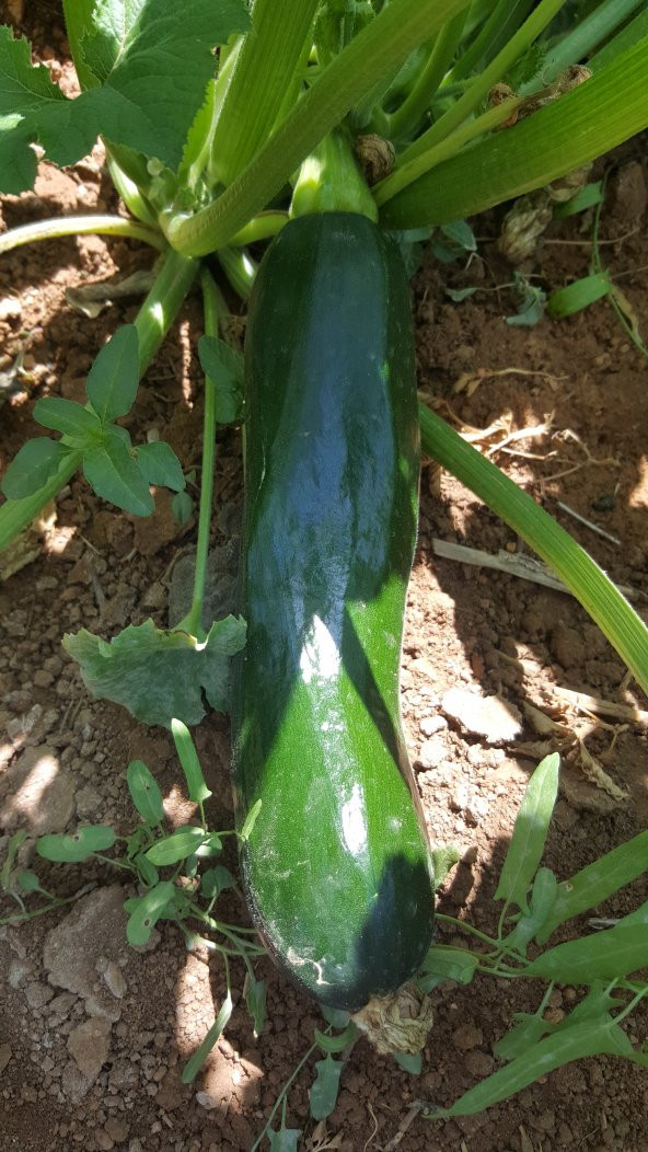 Kabak Tohumu Siyah Dolmalık - 25 G. (~ Takribi 90 Tohum) - Resim 5