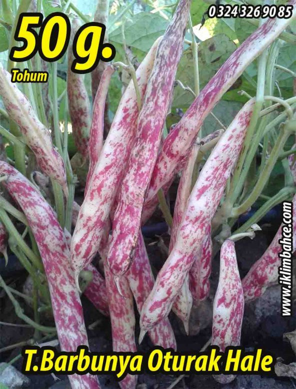Barbunya Tohumu Oturak Hale - 50 G.