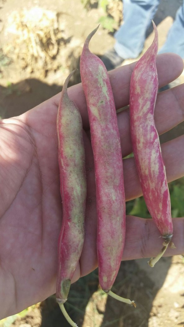 Barbunya Tohumu Oturak Hale - 50 G. - 2