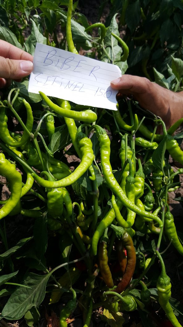 Biber Tohumu Çetinel 150 Tatlı Sivri 25 g. (~ Takribi 2000 Tohum) - 2