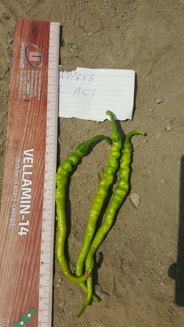 Biber Tohumu Kıl Acı Sivri - 25g (~ Takribi 2000 Tohum) - 4