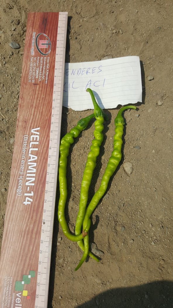 Biber Tohumu Kıl Acı Sivri - 25g (~ Takribi 2000 Tohum) - 5