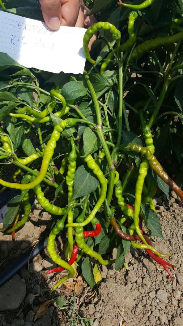 Biber Tohumu Kıl Acı Sivri - 25g (~ Takribi 2000 Tohum) - 6