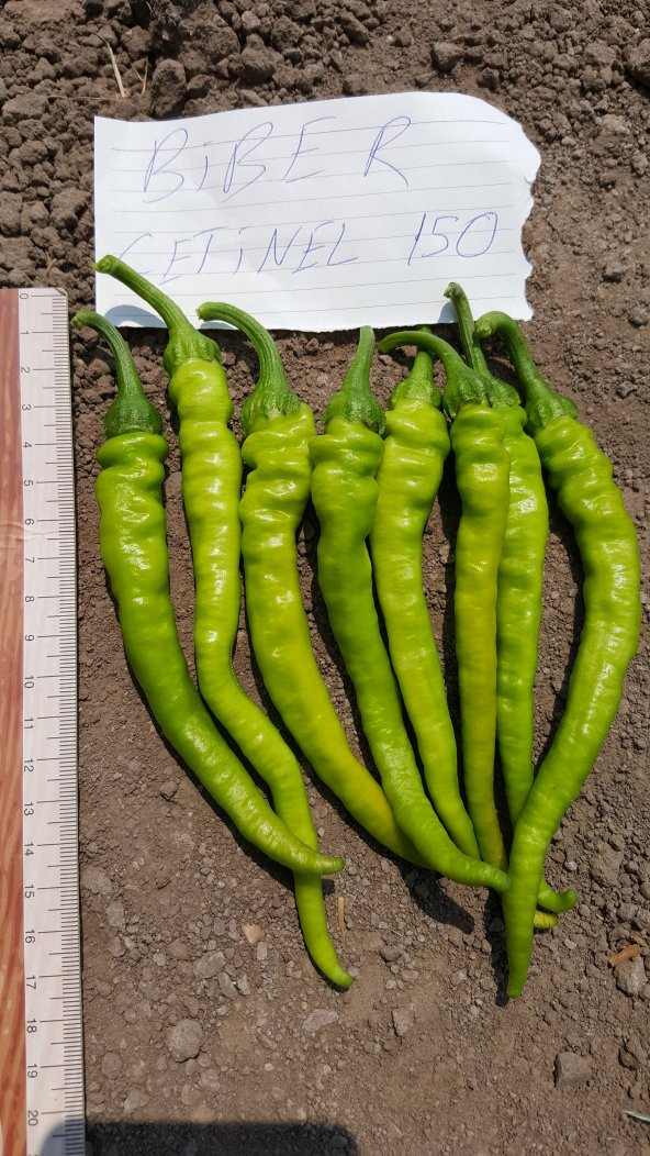 Biber Tohumu Çetinel 150 Tatlı Sivri 25 g. (~ Takribi 2000 Tohum) - 10