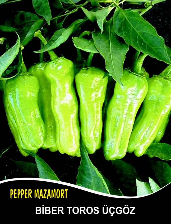 Biber Tohumu Mazamort Üçgöz - 25g (~ Takribi 2000 Tohum)