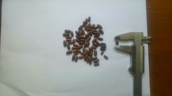 Fasulye Tohumu Tegen ( Oturak ) - 50 g (~ Takribi 100 Tohum)