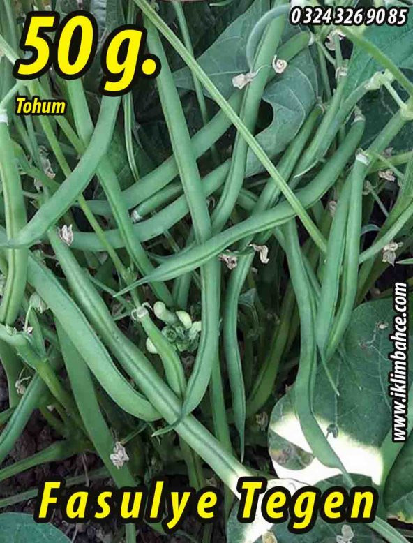 Fasulye Tohumu Tegen  ( Oturak ) - 50 g  (~ Takribi 100 Tohum) - 2