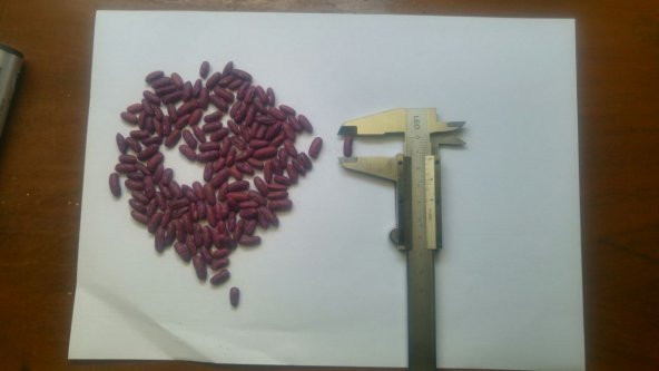 Fasulye Tohumu Tegen ( Oturak ) - 50 g (~ Takribi 100 Tohum) - 3