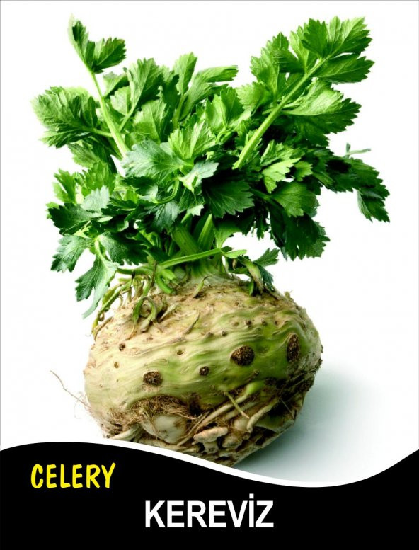 Kereviz Tohumu Kök - 25g (~ Takribi 3750 Tohum)