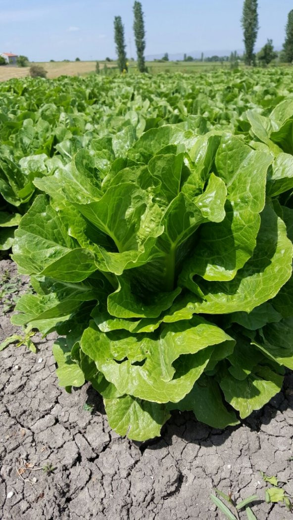 Marul Tohumu Yedikule 5701 - 25g (~ Takribi 13750 Tohum) - Resim 3