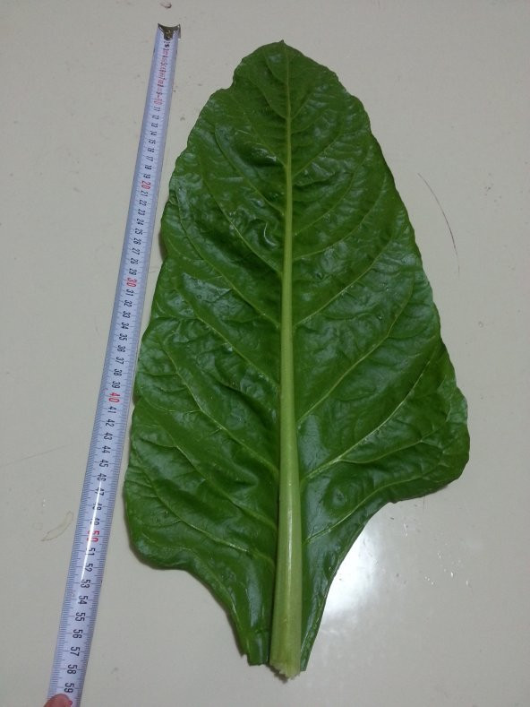 Pazı Tohumu ( Pezik ) - 25 G. (~ Takribi 500 Tohum) - 2