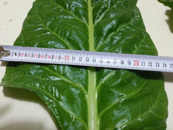 Pazı Tohumu ( Pezik ) - 25 G. (~ Takribi 500 Tohum) - 5