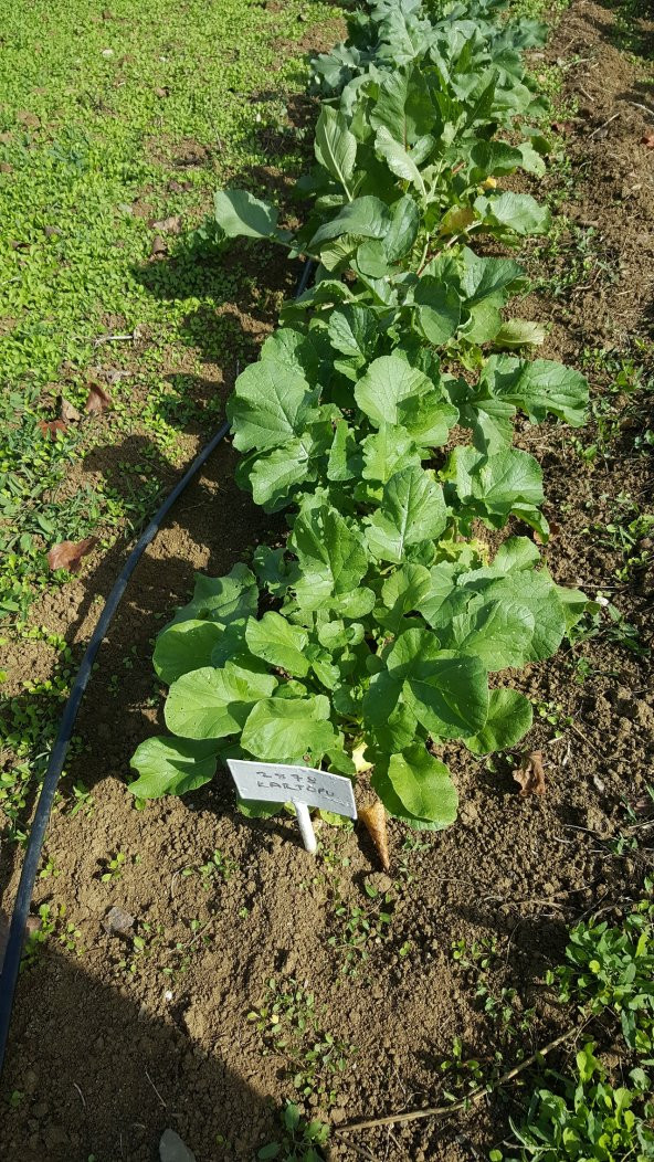 Turp Tohumu Toros Beyazı - 25 g. (~ Takribi 1500 Tohum) - 2