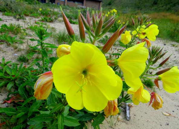 Ezan Çiçeği Tohumu 1 - Oenothera (~ Takribi 50 Tohum)