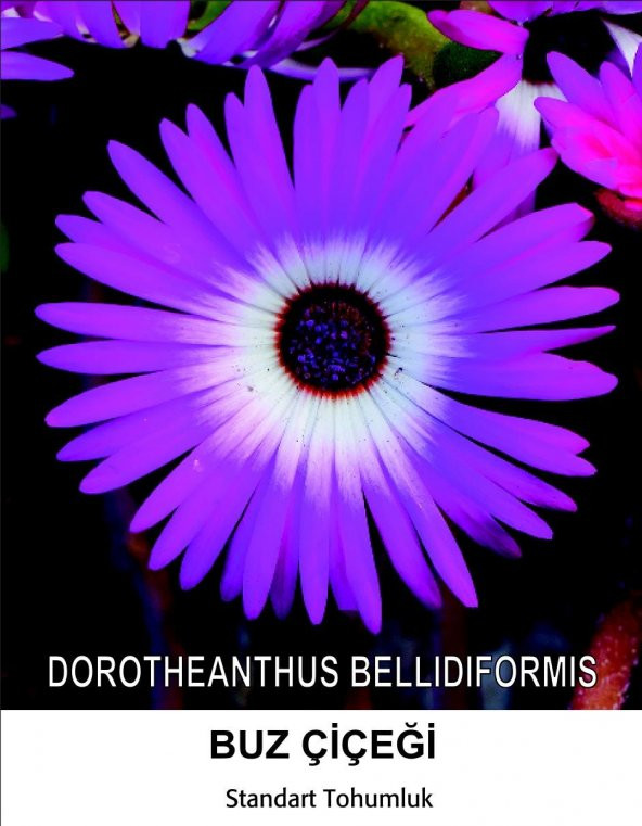 Buz Çiçeği Tohumu 1- Mesenbryanthemum Albatum (~ Takribi 40 Tohum)