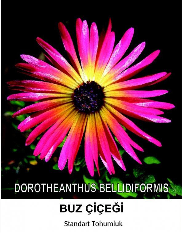Buz Çiçeği Tohumu 2- Mesenbryanthemum Albatum (~ Takribi 40 Tohum)