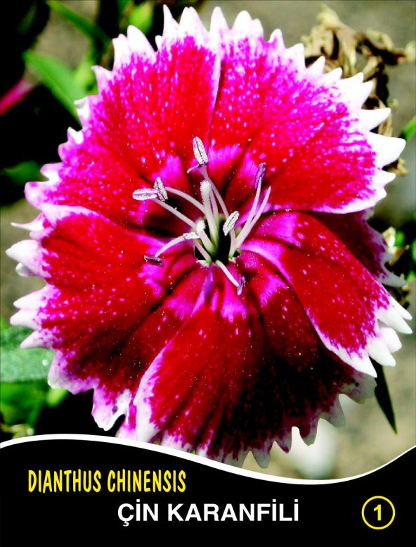Çin Karanfili Çiçek Tohumu 1 - Dıanthus Chınensıs (~ Takribi 40 Tohum)
