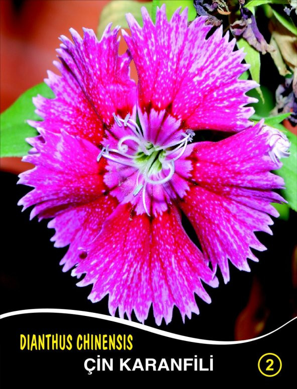 Çin Karanfili Çiçek Tohumu 2 - Dıanthus Chınensıs (~ Takribi 40 Tohum)