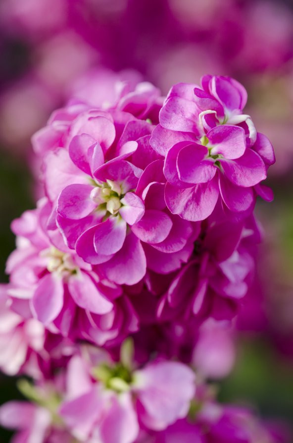 Şebboy Çiçek Tohumu 1 - Matthıola Incana (~ Takribi 50 Tohum)