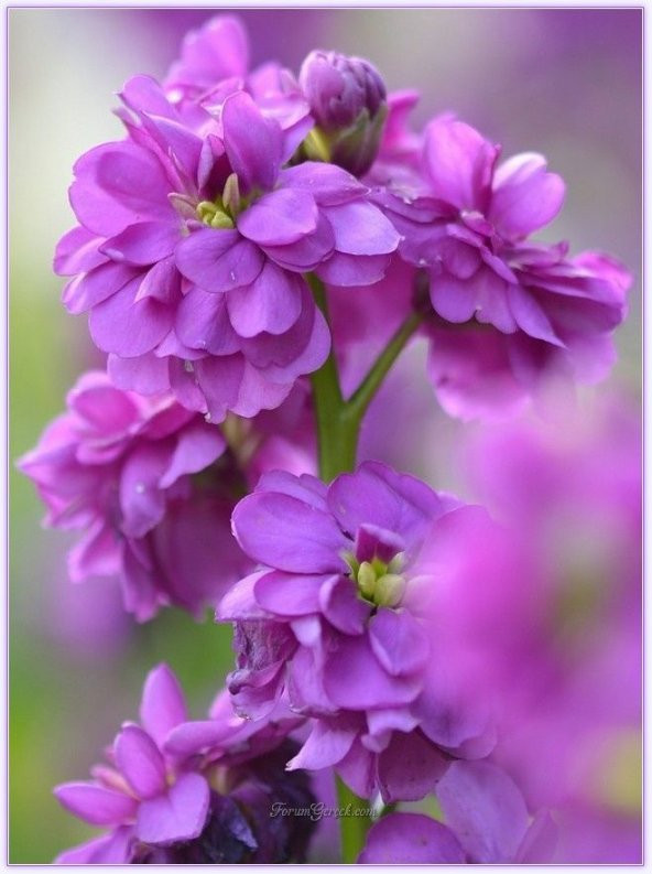 Şebboy Çiçek Tohumu 2 - Matthıola Incana (~ Takribi 50 Tohum)