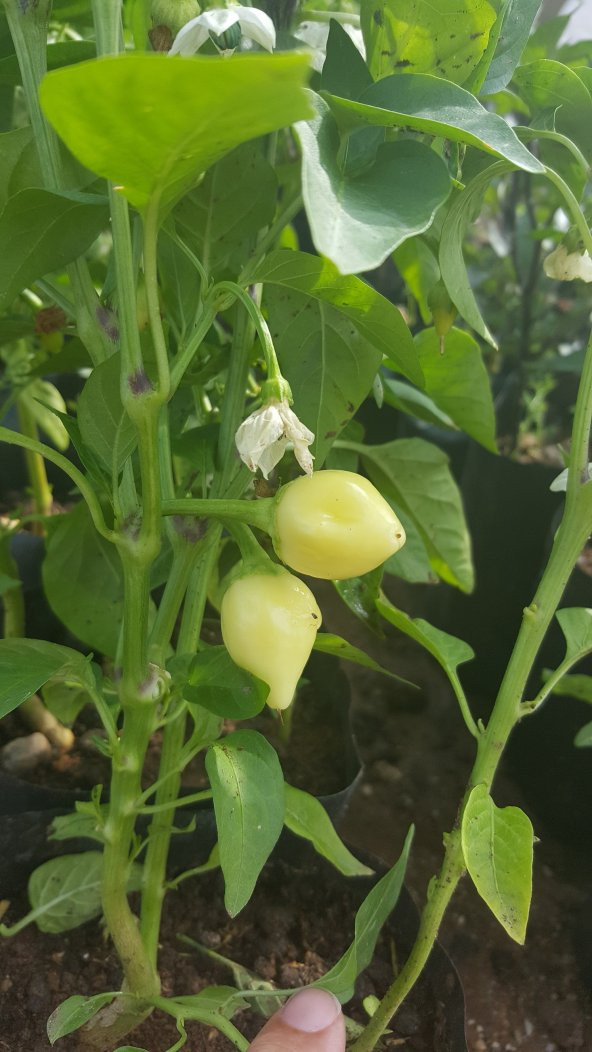 Biber Tohumu Biberiye - Batem Alpçelik - 3 G (~ Takribi 350 Tohum) - 3