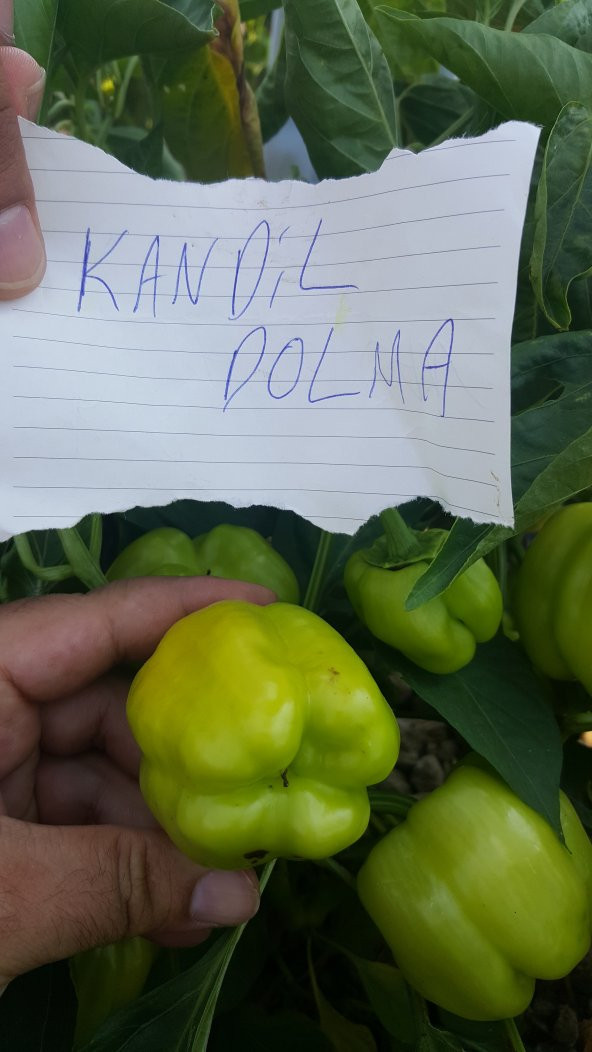 Biber Tohumu Kandil Dolma - 5 G (~ Takribi 400 Tohum) - Resim 4