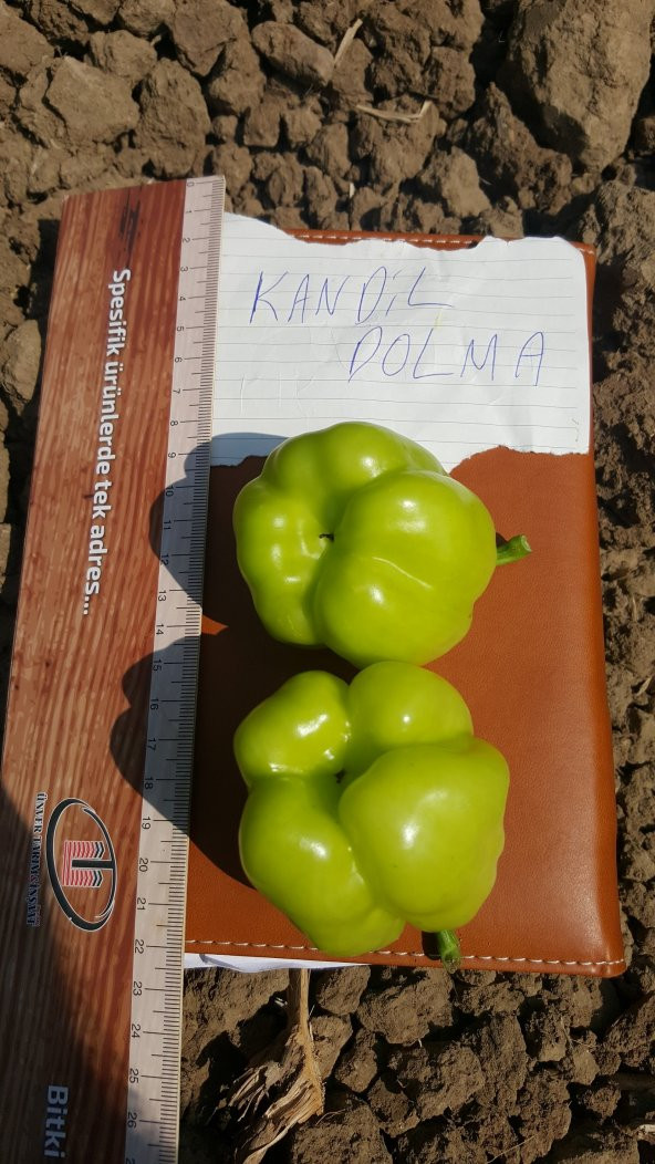 Biber Tohumu Kandil Dolma - 5 G (~ Takribi 400 Tohum) - Resim 5